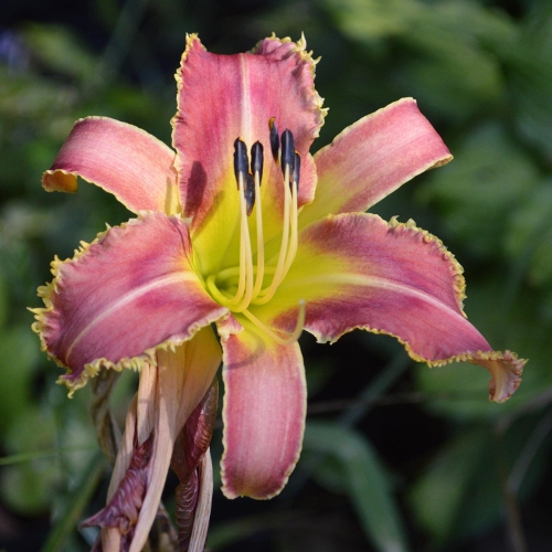 Daylily-Vampire-Fish-1200x-DSC 0226