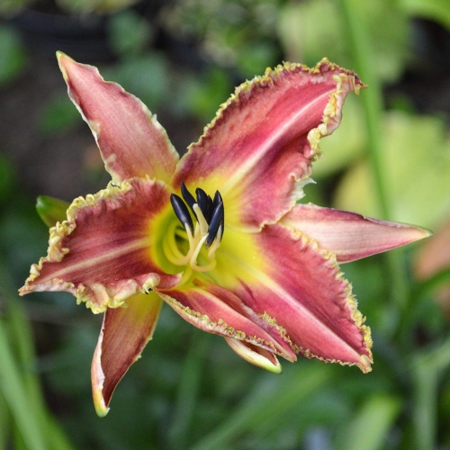 Daylily-Vampire-Fish-1200x-DSC 0277