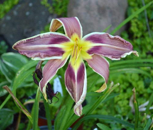 Daylily-Vanishing-Act-1200h-DSC 0536