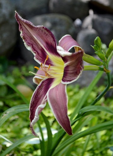 Daylily-Vanishing-Act-1200w-DSC 0338