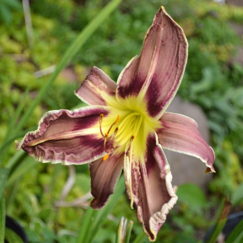 Daylily-Vanishing-Act-1200x-DSC 0032