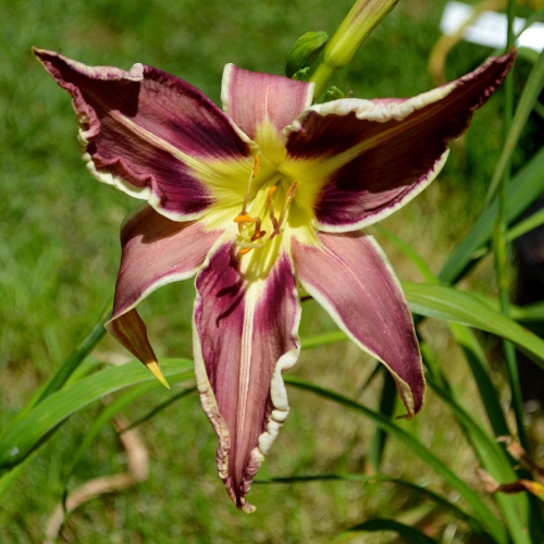 Daylily-Vanishing-Act-1200x-DSC 0228