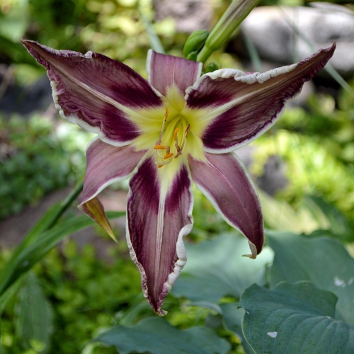 Daylily-Vanishing-Act-1200x-DSC 0336