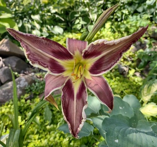 Daylily-Vanishing-Act-cell-photo-0dbca1