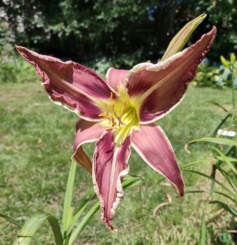 Daylily-Vanishing-Act-cell-photo-1af753