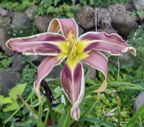 Daylily-Vanishing-Act-cell-photo-c8115f