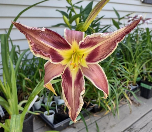 Daylily-Vanishing-Act-cell-photo8e90a5