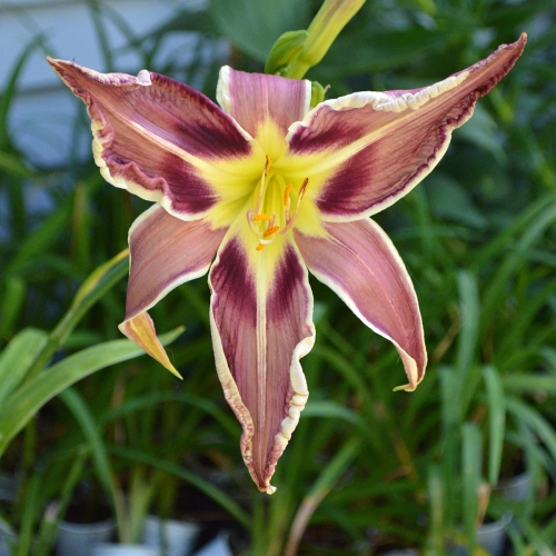 Daylily (Hemerocallis) Vanishing Act