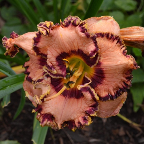 Daylily (Hemerocallis) Vegas Jackpot