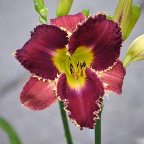 Daylily-Venus-Fly-Trap-1200x-DSC 0688