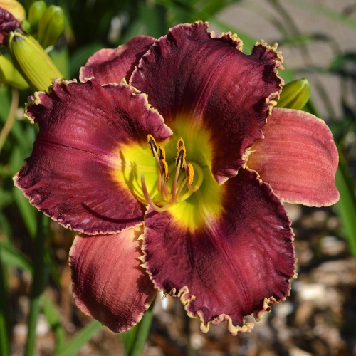 Daylily-Venus-Flytrap-1200x-DSC 0027