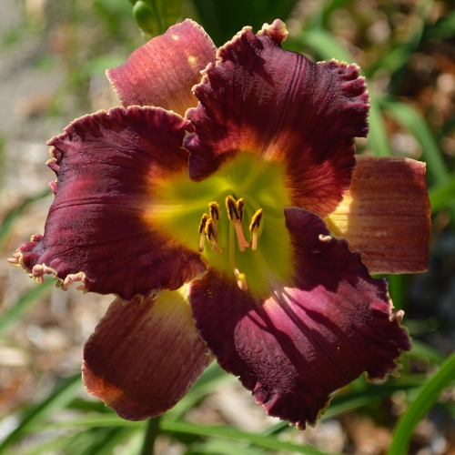 Daylily-Venus-Flytrap-1200x-DSC 0175