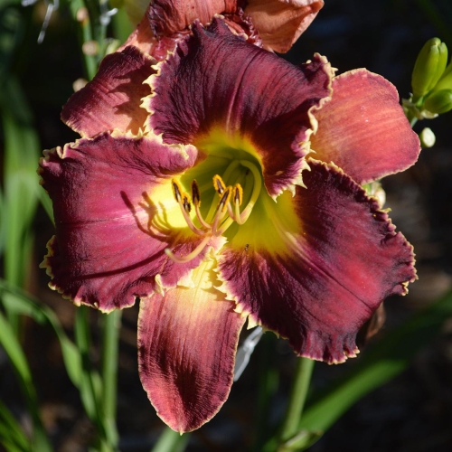 Daylily-Venus-Flytrap-1200x-DSC 0249