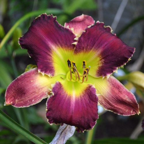 Daylily-Venus-Flytrap-1200x-DSC 0276