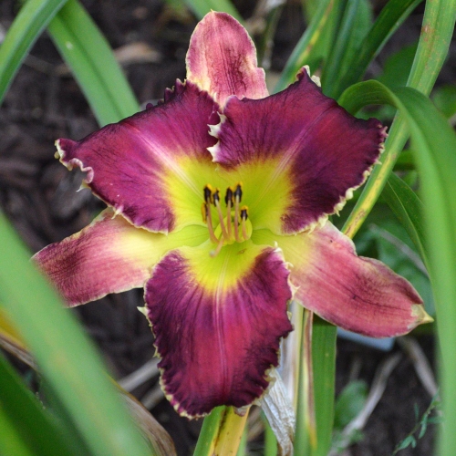Daylily-Venus-Flytrap-1200x-DSC 0278