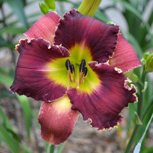 Daylily-Venus-Flytrap-1200x-DSC 0292