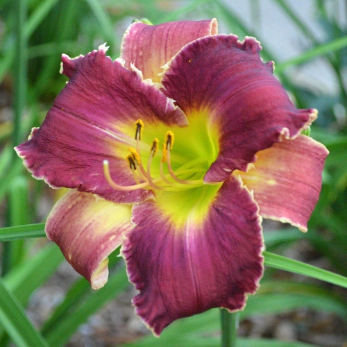 Daylily-Venus-Flytrap-1200x-DSC 0326