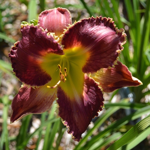 Daylily-Venus-Flytrap-1200x-DSC 0537