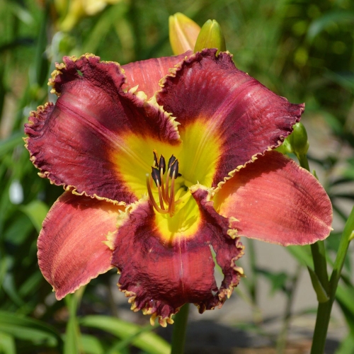 Daylily-Venus-Flytrap-1200x-DSC 0586