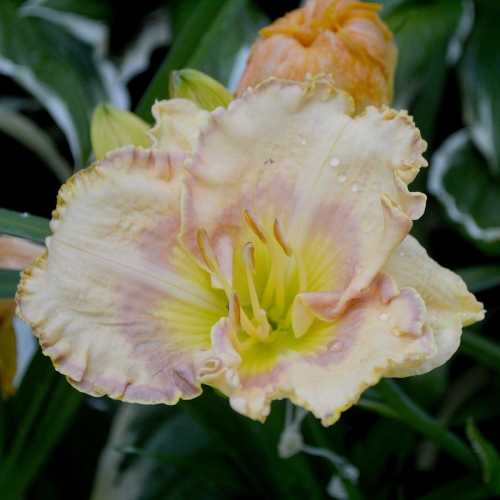 Daylily-Very-Merry-1200x-DSC 0083
