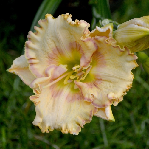 Daylily-Very-Merry-1200x-DSC 0100