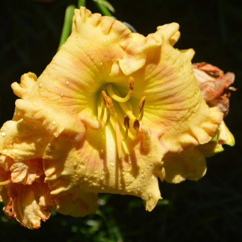 Daylily-Very-Merry-1200x-DSC 0150