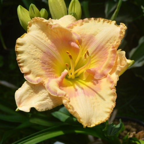 Daylily-Very-Merry-DSC 0963