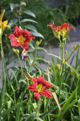 Daylily-War-Horse-1200w-DSC 0099