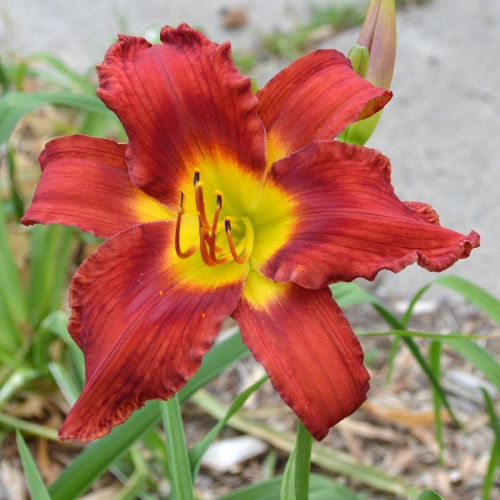 Daylily-War-Horse-1200x-DSC 0015