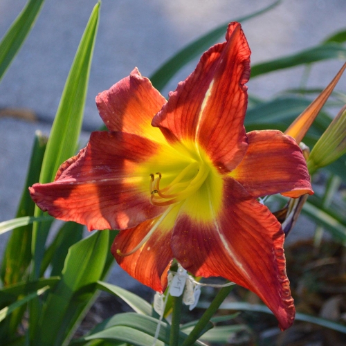 Daylily-War-Horse-1200x-DSC 0095