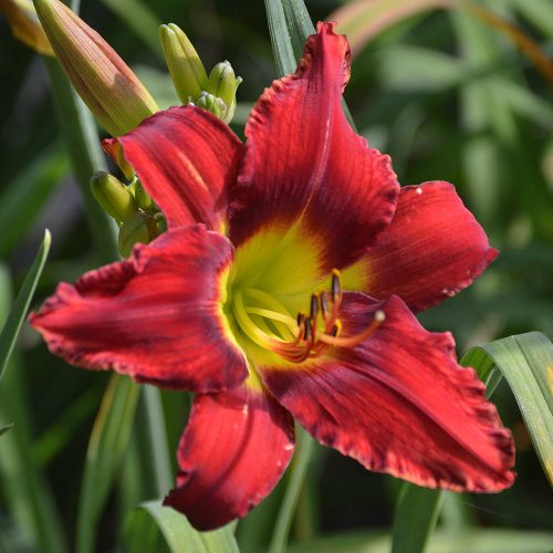 Daylily-War-Horse-1200x-DSC 0096
