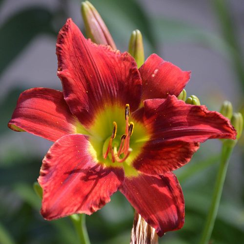 Daylily (Hemerocallis) War Horse