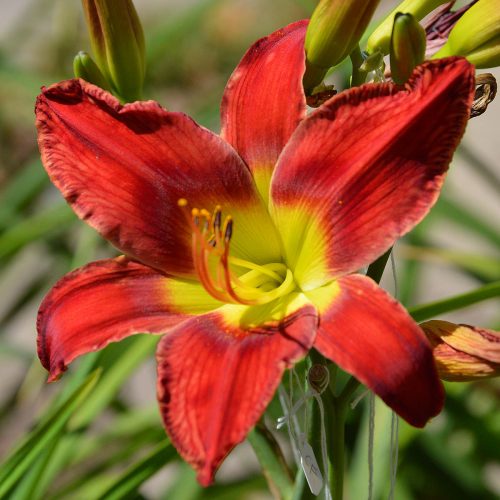Daylily-War-Horse-1200x-DSC 0165