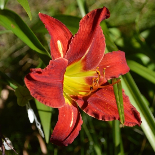 Daylily-War-Horse-1200x-DSC 0257