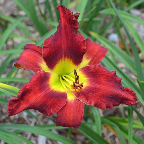 Daylily-War-Horse-1200x-DSC 0293