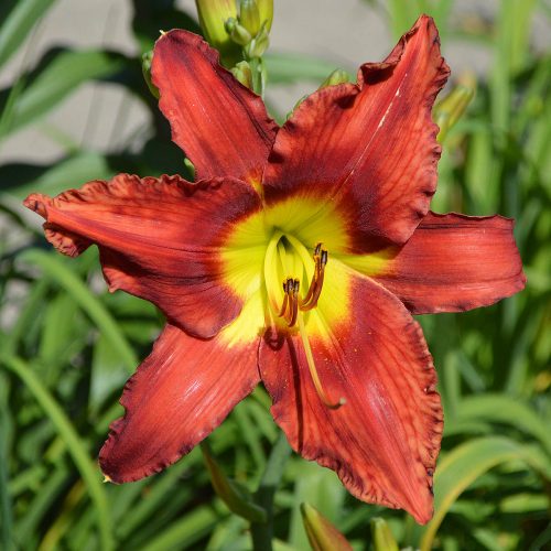 Daylily-War-Horse-1200x-DSC 0411