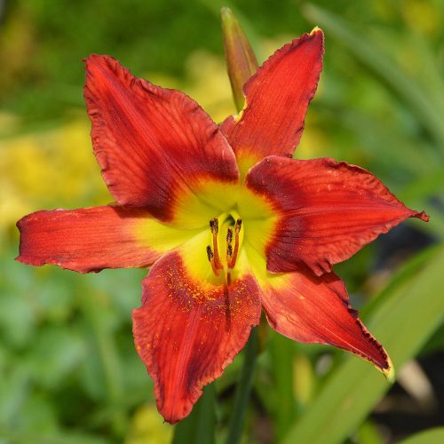 Daylily-War-Horse-1200x-DSC 0457