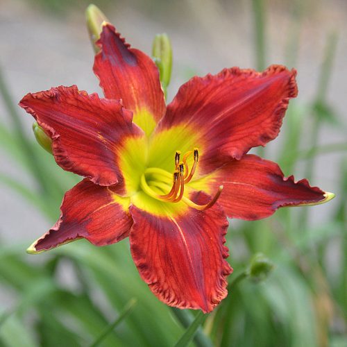Daylily-War-Horse-1200x-DSC 0498
