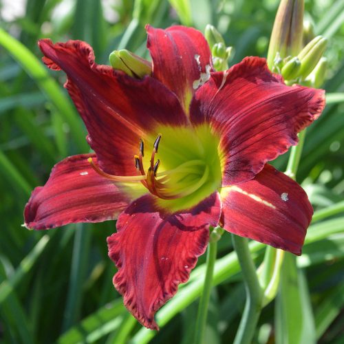 Daylily-War-Horse-1200x-DSC 0553