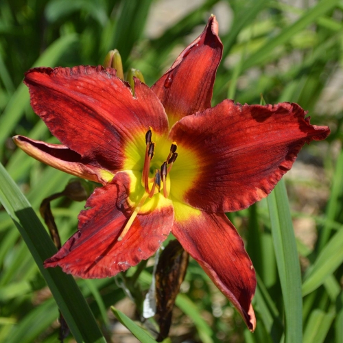 Daylily-War-Horse-1200x-DSC 0580