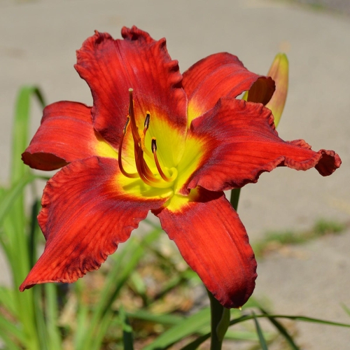 Daylily-War-Horse-1200x-DSC 0617