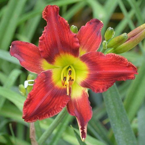 Daylily-War-Horse-1200x-DSC 0958