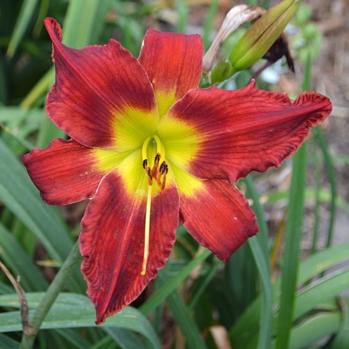 Daylily-War-Horse-1200x-DSC 2157