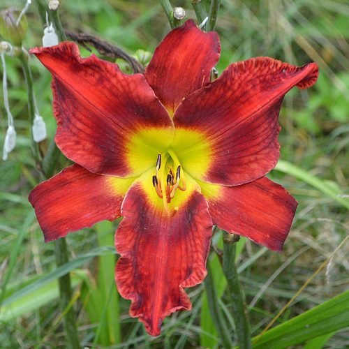 Daylily-War-Horse-1200x-DSC 2172