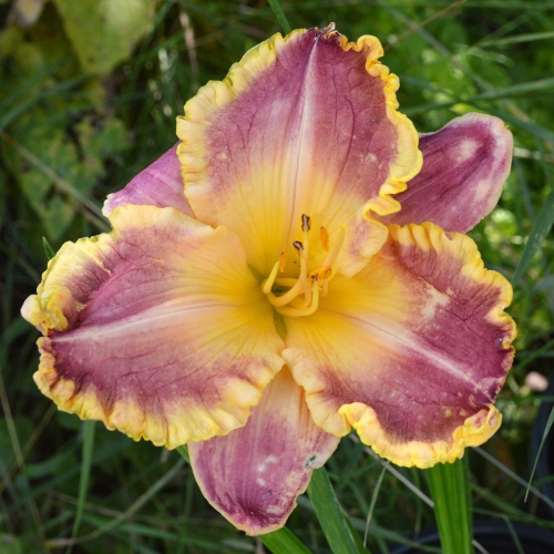 Daylily-Waves-Of-Glory-1200x-DSC 0014