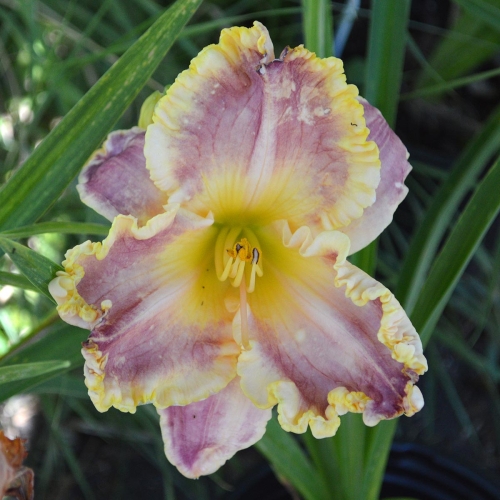 Daylily-Waves-Of-Glory-1200x-DSC 0165