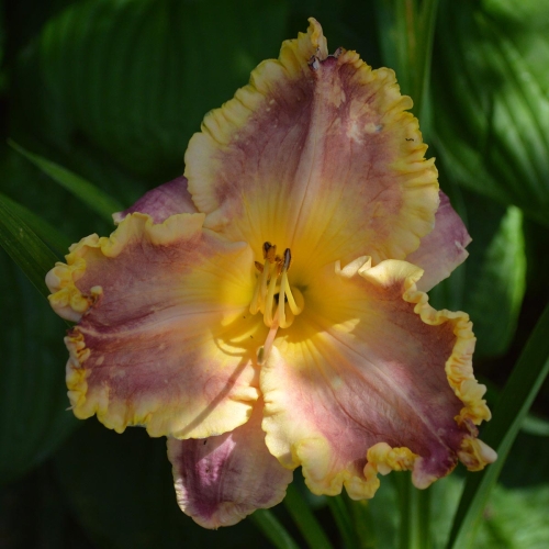 Daylily-Waves-Of-Glory-1200x-DSC 0259