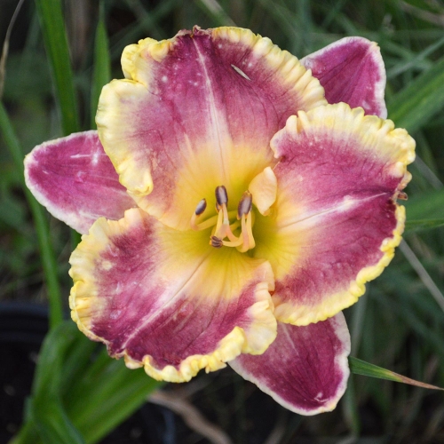 Daylily-Waves-Of-Glory-1200x-DSC 0612