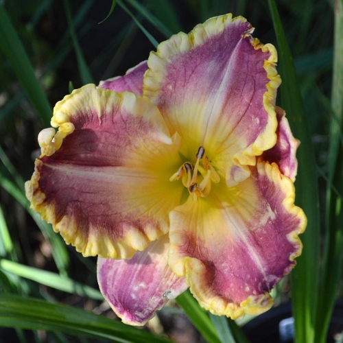 Daylily-Waves-Of-Glory-1200x-DSC 0675