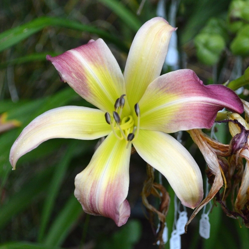 Daylily-Wilson-Spider-1200x-DSC 0245